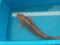 70cm-Kin-Matsuba