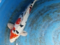 Heisei Nishiki