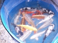 bild-3
