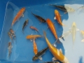 1-jährige aus japanischer Paarung