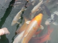 Koi im Verkaufbecken 2