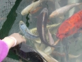 Koi im Verkaufsbecken