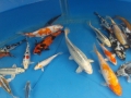 bild-7